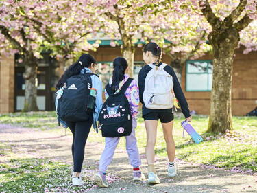 Three students with backpacks walk along a school pathway beneath blooming pink cherry blossom trees, with flower petals scattered on the ground and a school building visible in the background.